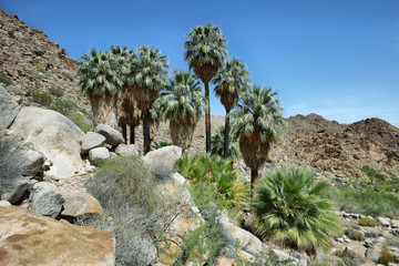 49 palms Oasis in Joshua Tree National Park © estivillml