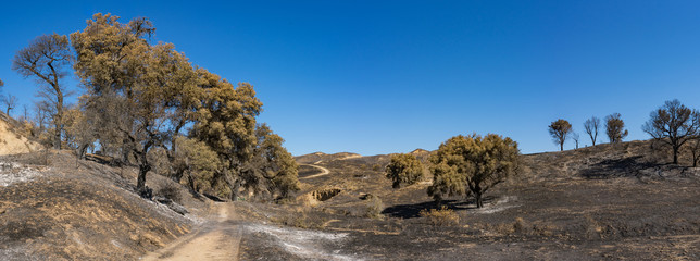 Walking Trail in Burn Zone