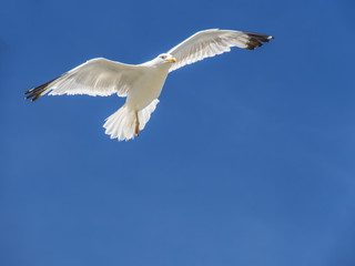 Gaviota volando cielo azul