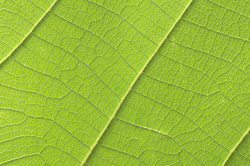 The teak leaf texture background