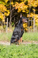 The dobermann with lead is sitting on a walkway in park.