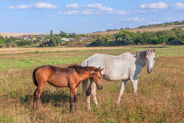 white mare and brown foal
