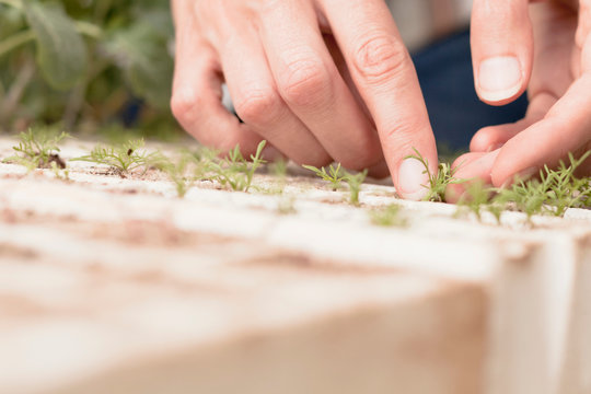 Woman tending to young plants in garden, close-up of hands
