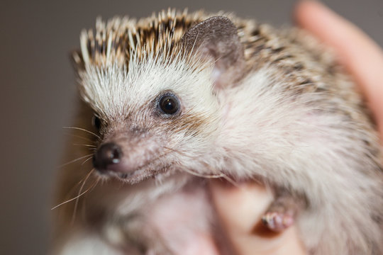Close up of person holding hedgehog