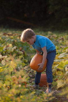 Young boy in pumpkin patch, lifting pumpkin