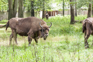 Bialowieski National Park - Poland. Aurochs head. © Doin Oakenhelm