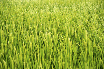 Rice field 1