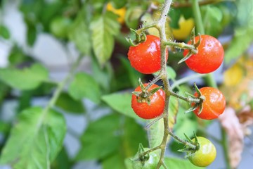 Fresh red tomatoes on the plant. Healthy food and healthy lifestyle