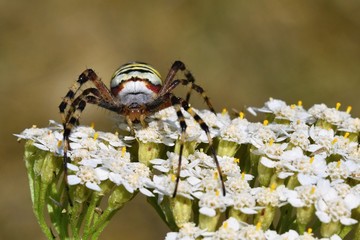 Beautiful macro shot of a spider on a flower in the wild.