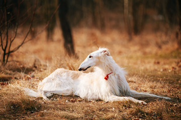 Dog Russian Borzoi Wolfhound Head, Outdoors Spring, Autumn Season