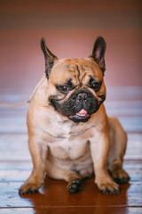 Funny Dog French Bulldog Sitting On Old Wooden Floor Indoor