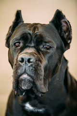 Black Adult Cane Corso Close Up