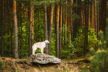 White Russian Borzoi, Hunting Dog standing on rock in forest