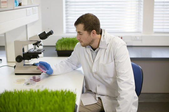 Caucasian scientist examining sample in laboratory