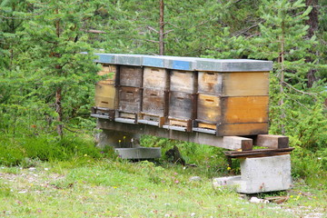 Beehives placed in the forest