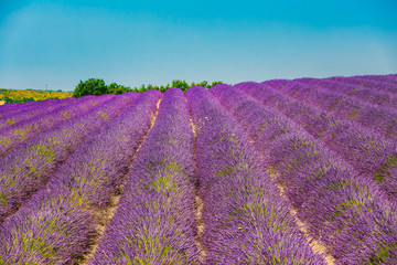 Plakat Scenic View of Blooming Bright Purple Lavender Flowers Field in Provence