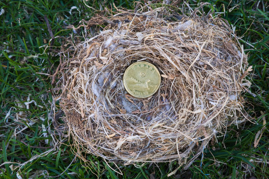 Close-up Of Housefinch - Haemorhous Mexicanus Bird Nest With Canadian One Dollar Coin On A Green Grass, Canada