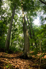 Beech forest at sunset