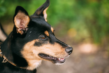 Portrait Of Small Size Mongrel Short-Haired Black Red Dog, Prick