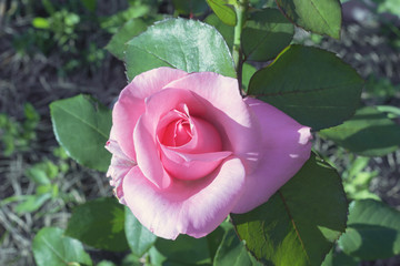 pink floribunda rose Ramira