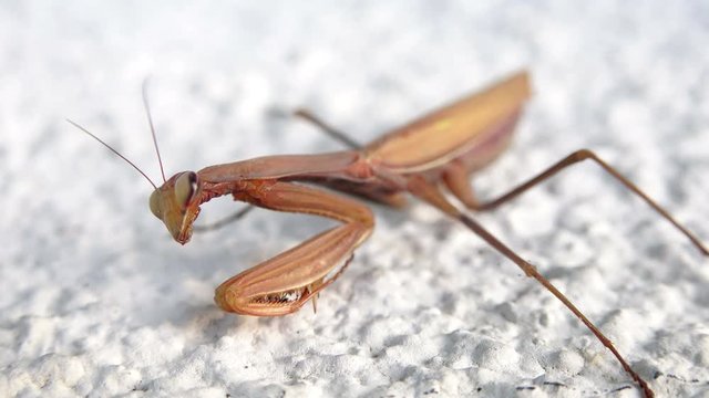 Close up  video of a subadult Praying Mantis