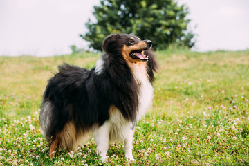 Tricolor Rough Collie, Scottish Collie, Long-Haired Collie Lassie