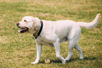Yellow Golden Labrador Dog Full-Length With Ajar Jaws, Tongue Walking