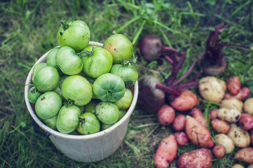 Harvest of fresh vegetables