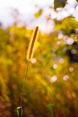 Grass in Sunlight and Bokeh, Boke Background. Later Summer Or Early Autumn Season