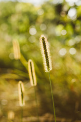 Grass in Sunlight and Bokeh, Boke Background. Later Summer Or Early Autumn Season