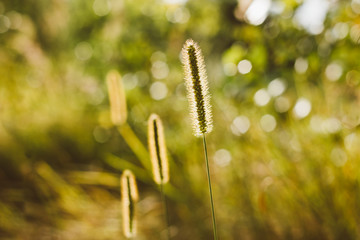 Grass in Sunlight and Bokeh, Boke Background. Later Summer Or Early Autumn Season