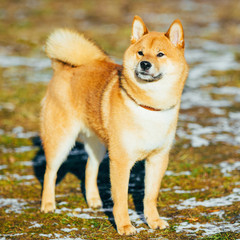 Beautiful Red Shiba Inu Puppy Dog Staying Outdoor In Spring
