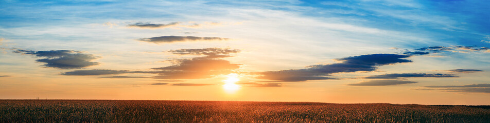 Fototapeta na wymiar Panorama Of Eared Wheat Field, Summer Cloudy Sky In Sunset Dawn Sunrise