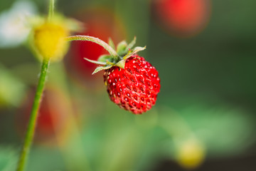 Red Wild Strawberries, Wild Strawberry. Growing Organic Wild Strawberry