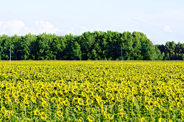 Field of sunflowers and trees