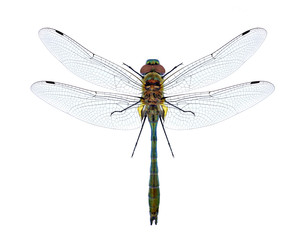 Dragonfly Cordulia aenea on a white background