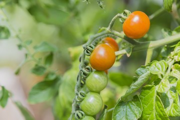 Fresh cherry tomatoes in the garden, greenhouse