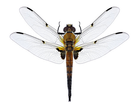 Dragonfly Libellula quadrimaculata (four-spotted chaser) (male) on a white background