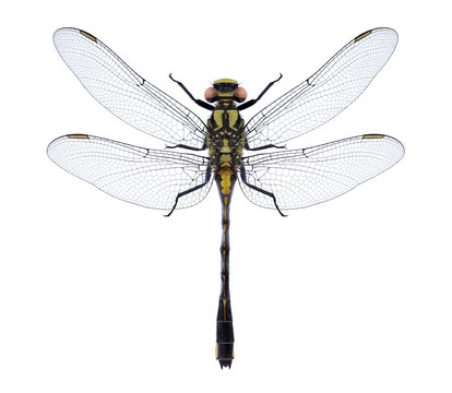 Dragonfly Gomphus vulgatissimus on a white background
