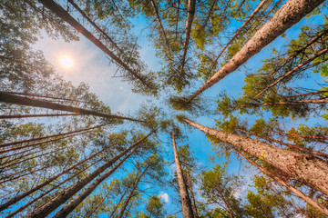 Bottom Right Angle View Of Tall Thin Pines, Summer Pinewood, Blue Sky