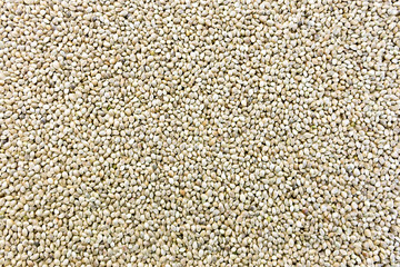 Hemp seeds texture