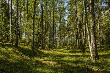 Obraz premium Letni krajobraz w lesie