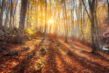 Fototapeta premium Colorful autumn landscape with trees and orange and res leaves. Mountain forest at sunset in Crimea. Nature