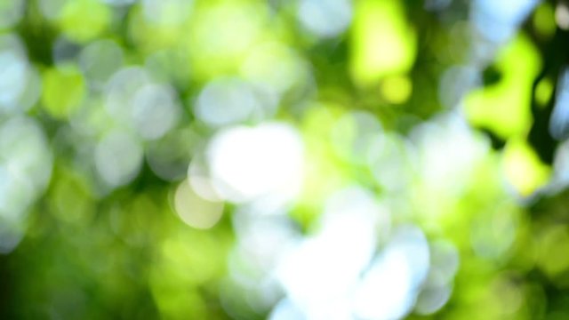 Green leaves in treetop out of focus, abstract bright natural bokeh background