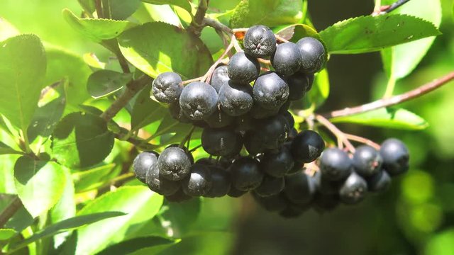 Aronia melanocarpa ripe berries on the branch in the orchard