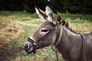 portrait of the donkey in nature
