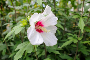 white hibiscus flower with pink heart close-up view