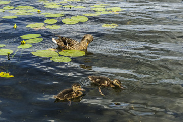 Wild duck with small nestling