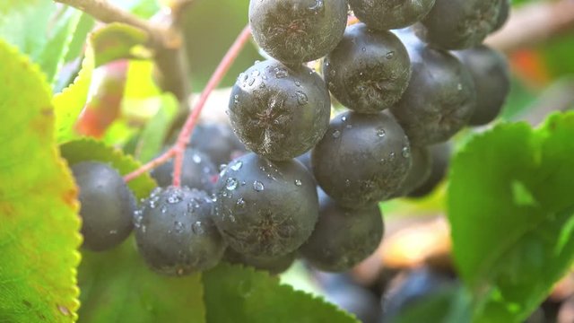 Aronia melanocarpa ripe berries on the branch in the orchard