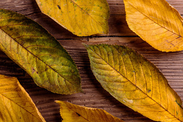 Autumn composition. Various colorful leaves. Studio shot, wooden